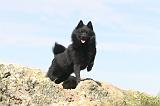 SCHIPPERKE 040